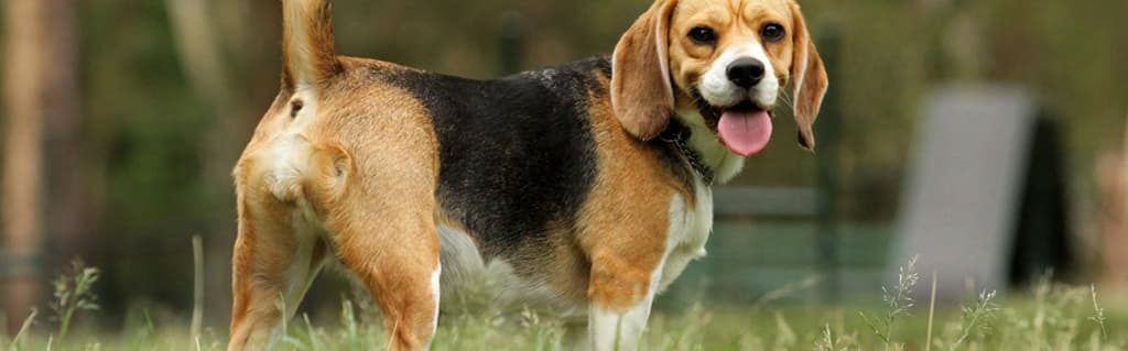 In Focus: Inspirational Entrepreneur - Wagging Tails image - beagle dog in a garden